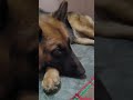 Cutie Oxsy Germanshepherd Gsds Funny Subscribe Pets Comedy Youtubeshorts AnuDoodles Cutie Oxsy Germanshepherd Gsds Funny Subscribe Pets Comedy Youtubeshorts AnuDoodles