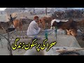 Very Cool Desert Life |Tribal People of Desert  | Madhouses' | Rohi Ki Zandgi  Youtube