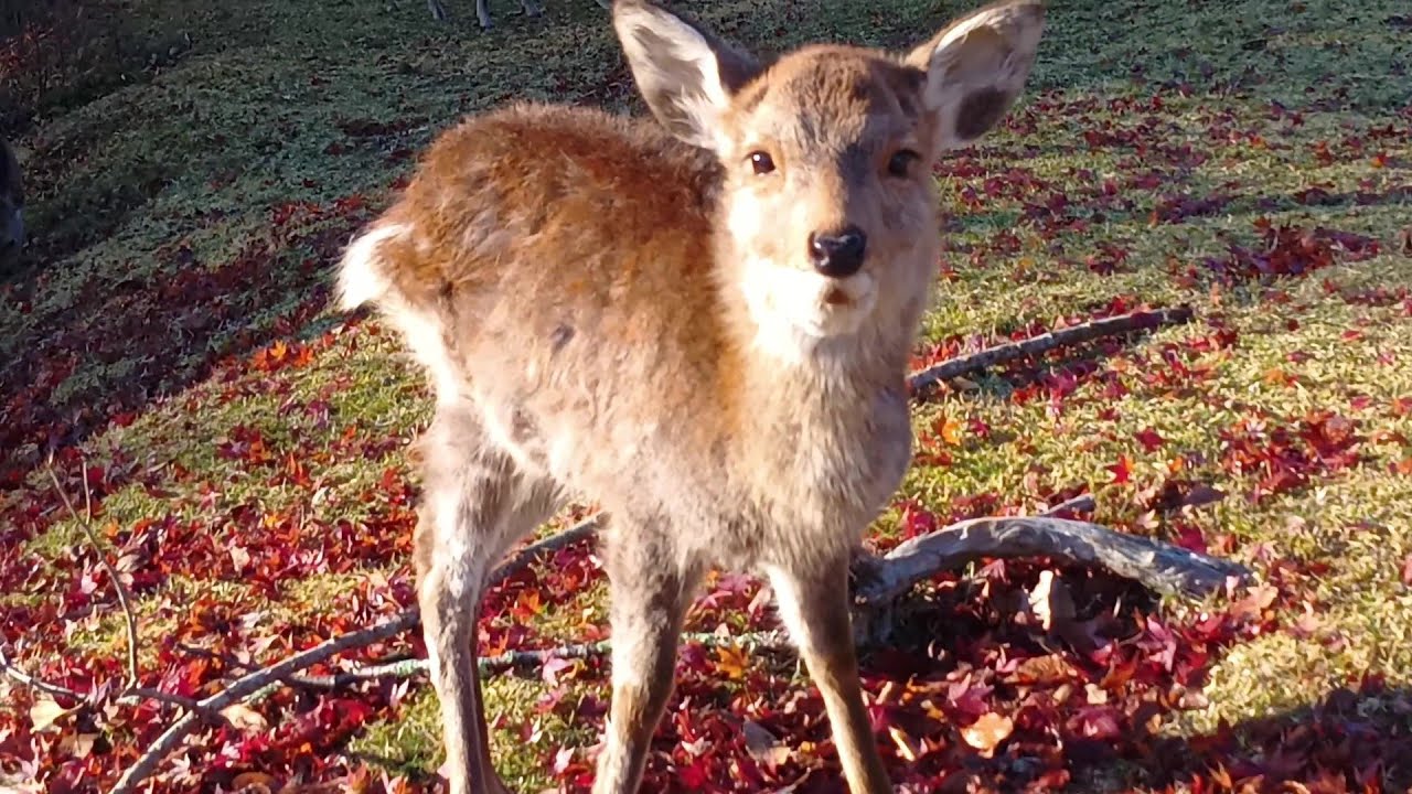 Deer of Nara Park #173 奈良公園の鹿さん - YouTube
