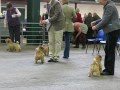 Norfolk terrier pet xxx の動画、YouTube動画。