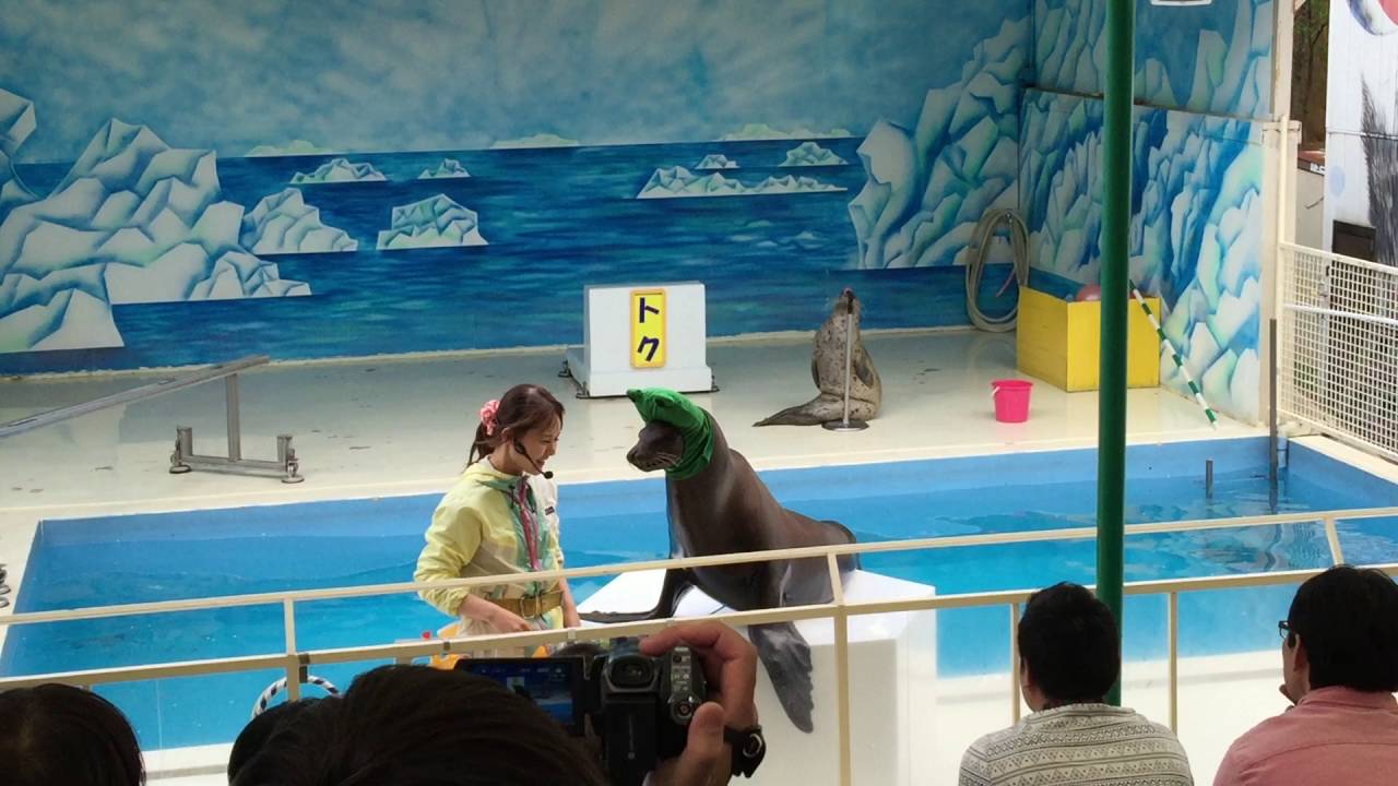 東北サファリパーク アシカショー ②　H28,5,4