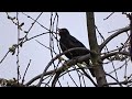 Пение черного дрозда / Blackbird Song #черныйдрозд #пениечерногодрозда #blackbird #blackbirdsong