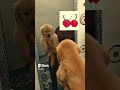 Today I Have Completed 3months#Its my 3month birthday 🎂 #goldenretriever #ytshorts#dog#puppy#doglov