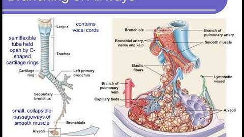 Physiology Ch 17 Mechanics of Breathing