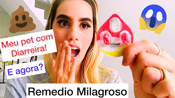 Quais os sintomas do cachorro com dor de barriga?