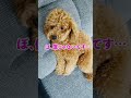 わかりやすく反省する犬【トイプードル】#shorts