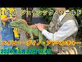 【USJ】 ジュラシック・ワールド・ベイビー・ディノ・アドベンチャー 2026年5月22日13：45 #ユニバ #ユニバーサルスタジオジャパン