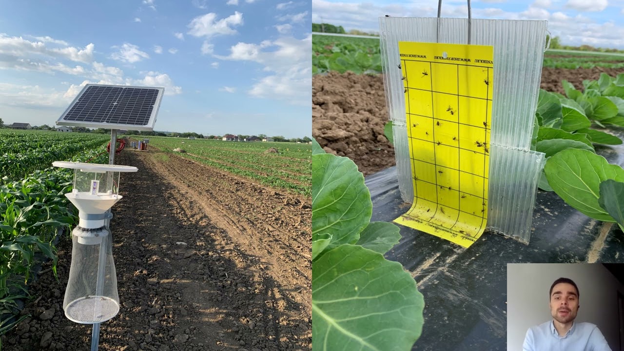 Лекция по биозащите растений для семинара фирмы Bejo (расширенная версия).