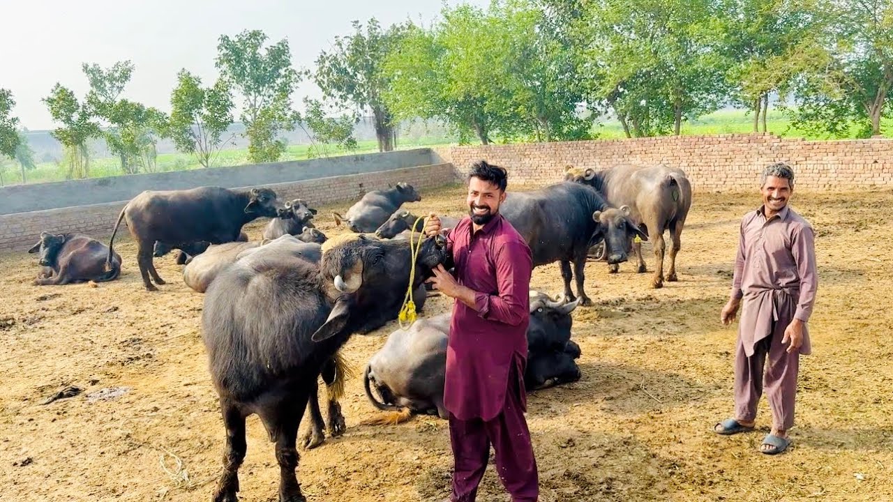 Sanday Nay Mere Hath Tay Dandi Waadi😏😏