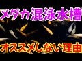 メダカの混泳水槽について大事なお話があります