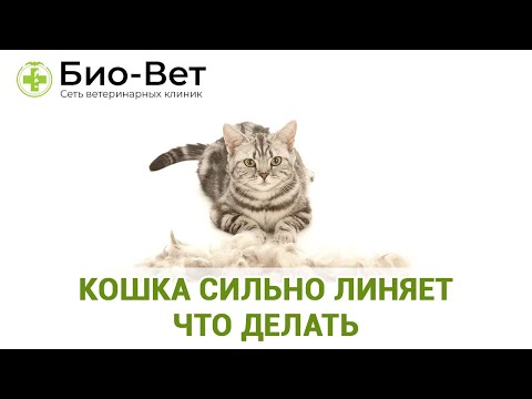 Кошка Сильно Линяет  Что Делать & Линька Кошки Круглый Год. Ветклиника Био-Вет