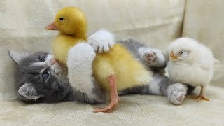Unforgettable Cuteness Alert: Cute Kitten, Chick, and Duckling's Delightful Adventures😍 by Funny Pets 2,756 views 8 months ago 10 minutes, 17 seconds