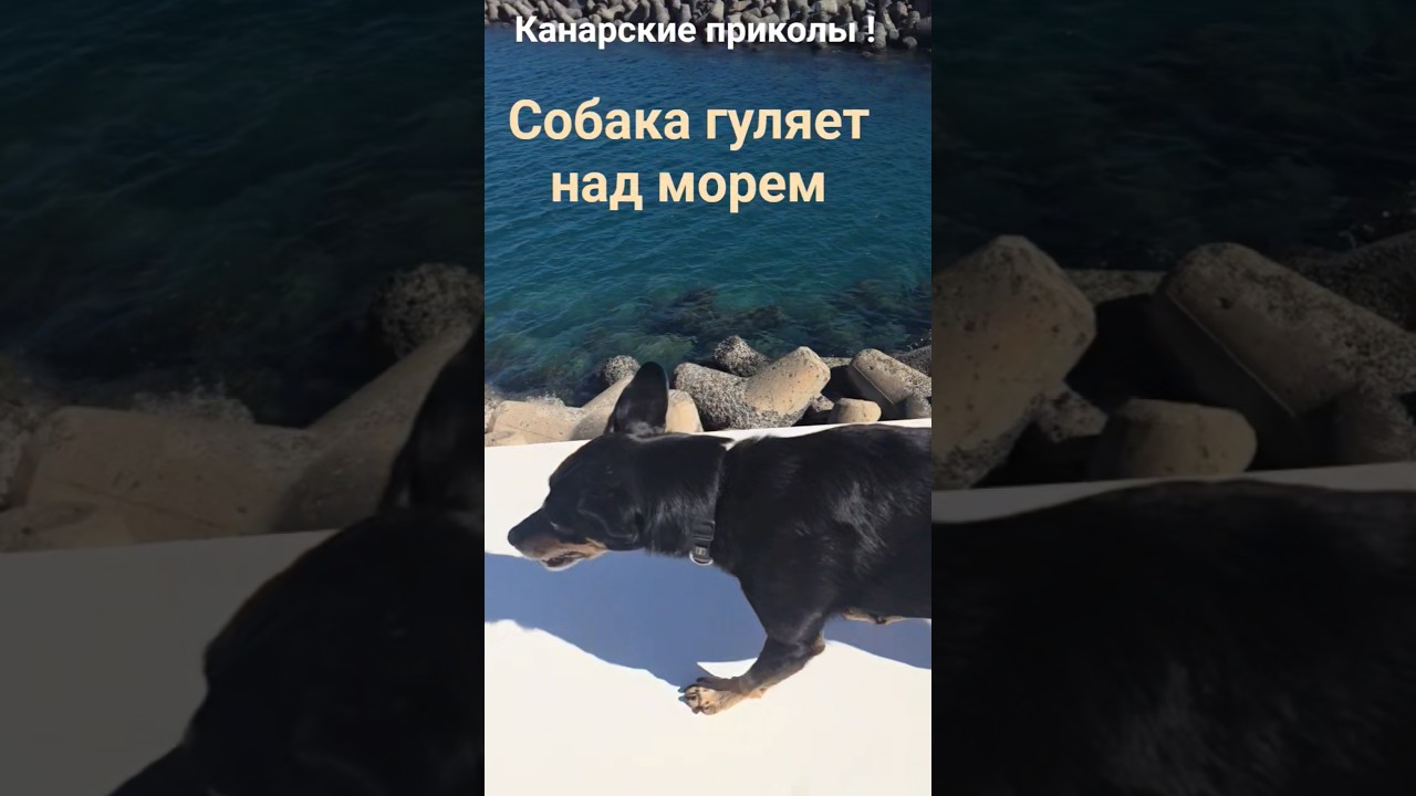 Канарские приколы, собачка Cana гуляет по парапету высоко над морем 