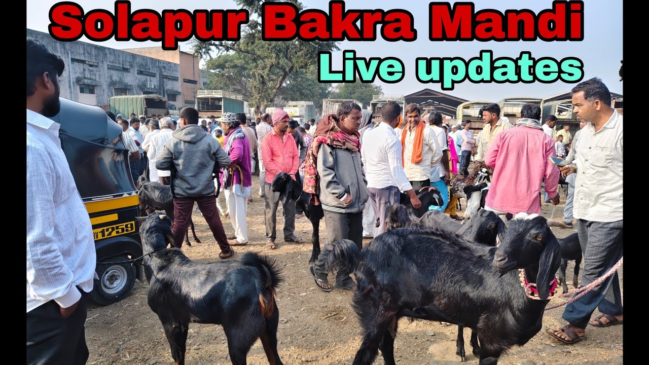 Solapur Bakra Mandi (06/01/26) Live updates.