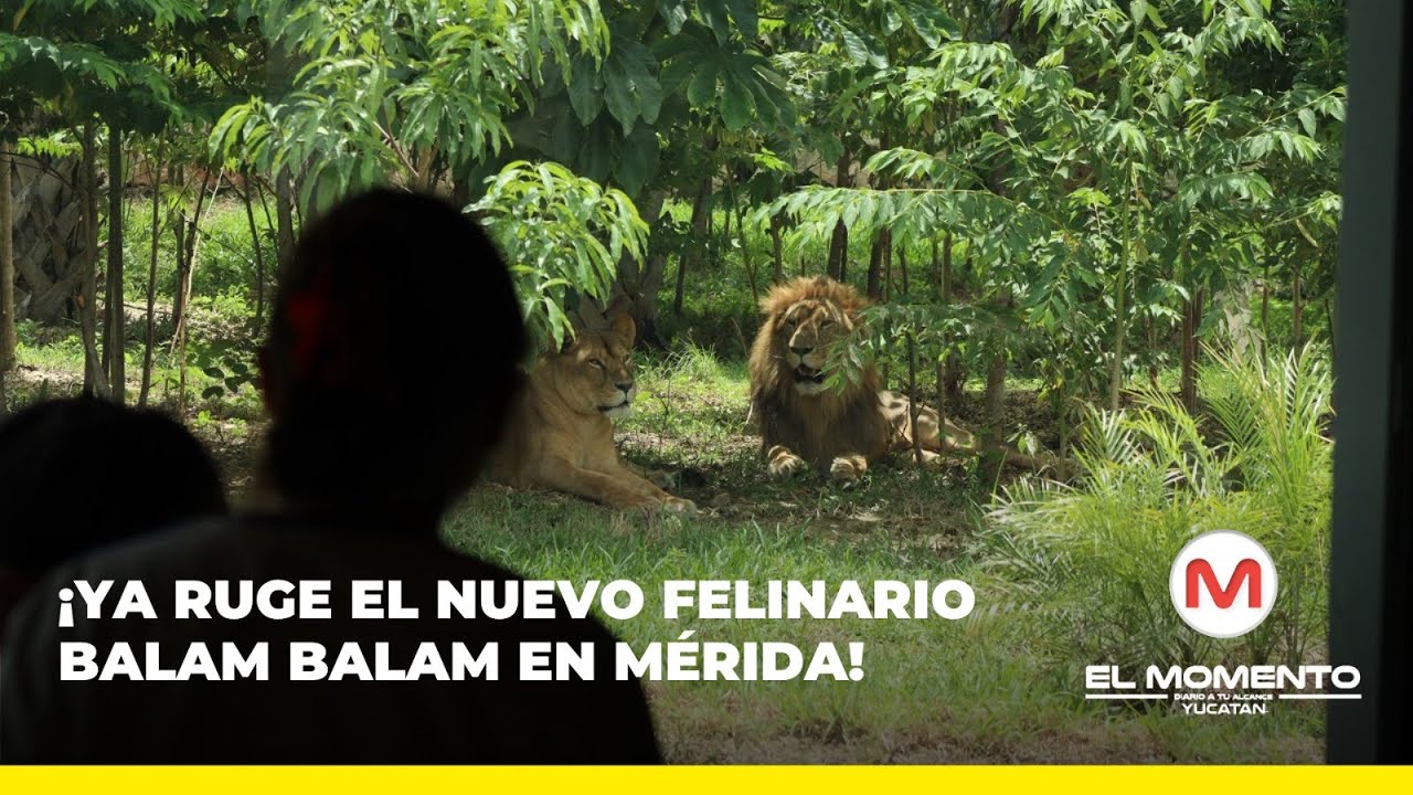 ¡Ya ruge el nuevo Felinario Balam Balam en Mérida!