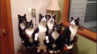 Tuxedo Cats at it's Finest  Funny Compilation #tuxedocat #funny #compilation #cats #catvideos