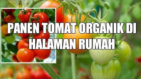 Panen Tomat Organik di Halaman Rumah Memanfaatkan Lahan Sempit