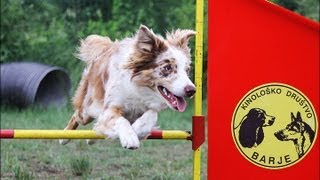 Vicky, 16 months ~ agility trainings