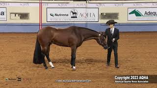 2023 Nutrena Aqha World And Adequan Select World Amateur Showmanship