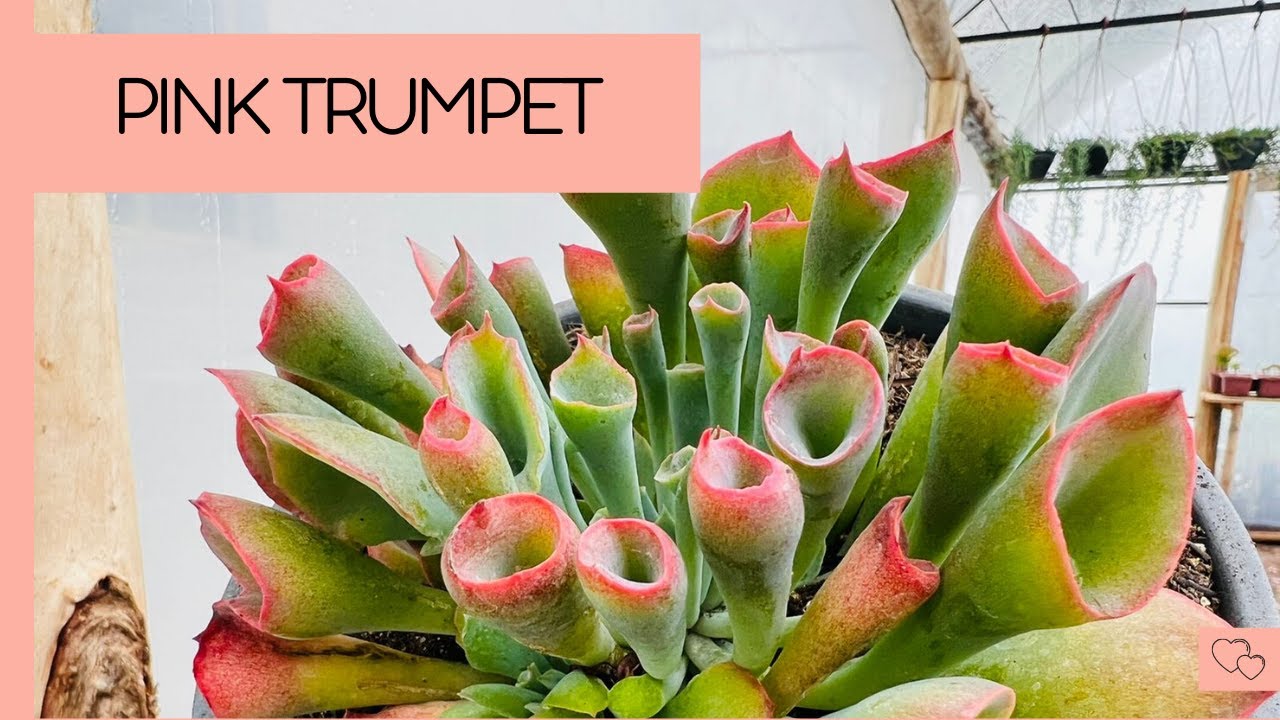 PINK TRUMPET ( PORQUE TROCAMOS DE VASO?)