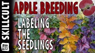 Homescale Apple Breeding, Labeling the New Seedlings, and Amazing Leaf Colors
