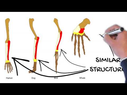 Video: Ano ang halimbawa ng homology?