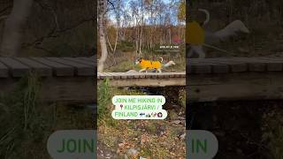 Join Prinz the adorable pup hiking in Finland #dogadventures #dogtravel #dogshorts