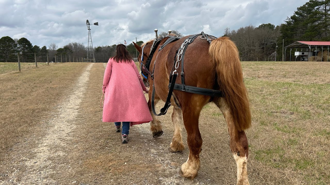 ТЯЖЕЛЫЕ ЛОШАДИ // Выгул бельгийской кобылы Бесс и подрезка копыт