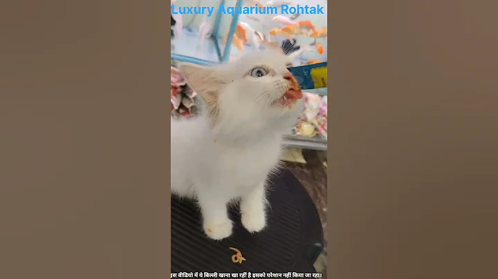 Watch the video about Persian cat eating chocolate jelly #luxury #aquarium #rohtak #pets #persian #cat #viral #shorts