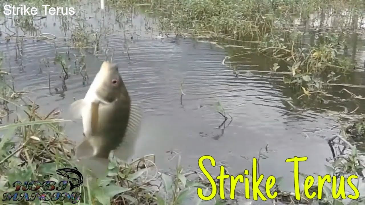 Mancing Ikan  Mujair Umpan Cacing Dapat Strike Terus YouTube