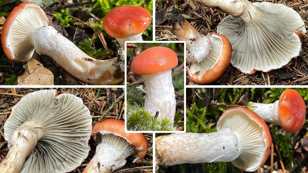 Rosenroter Gelbfuß essbar? Verwechslung | Rosenroter Schmierling, Gomphidius roseus