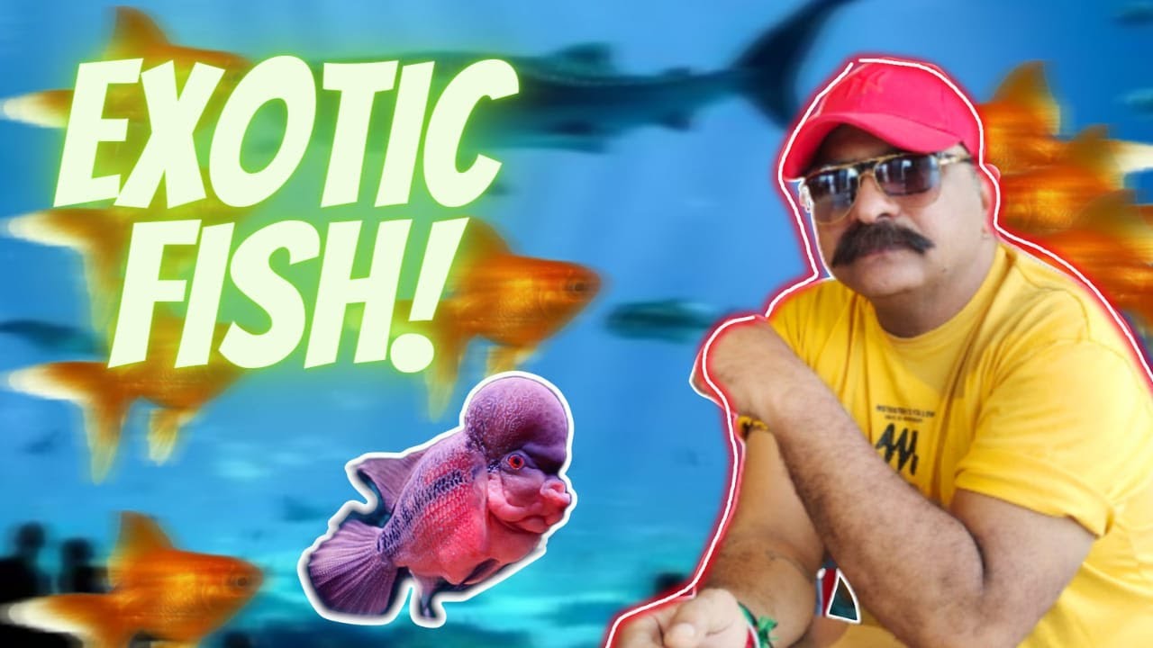 Lalukhet Fish Market Exotic Fish Jbee Aquarium Karachi Ka Beta