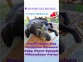#caesper #puedpien #wuffi #träumen #dreams #dog #Hund #puppie #puppy #khamahuan #isaan #thailand