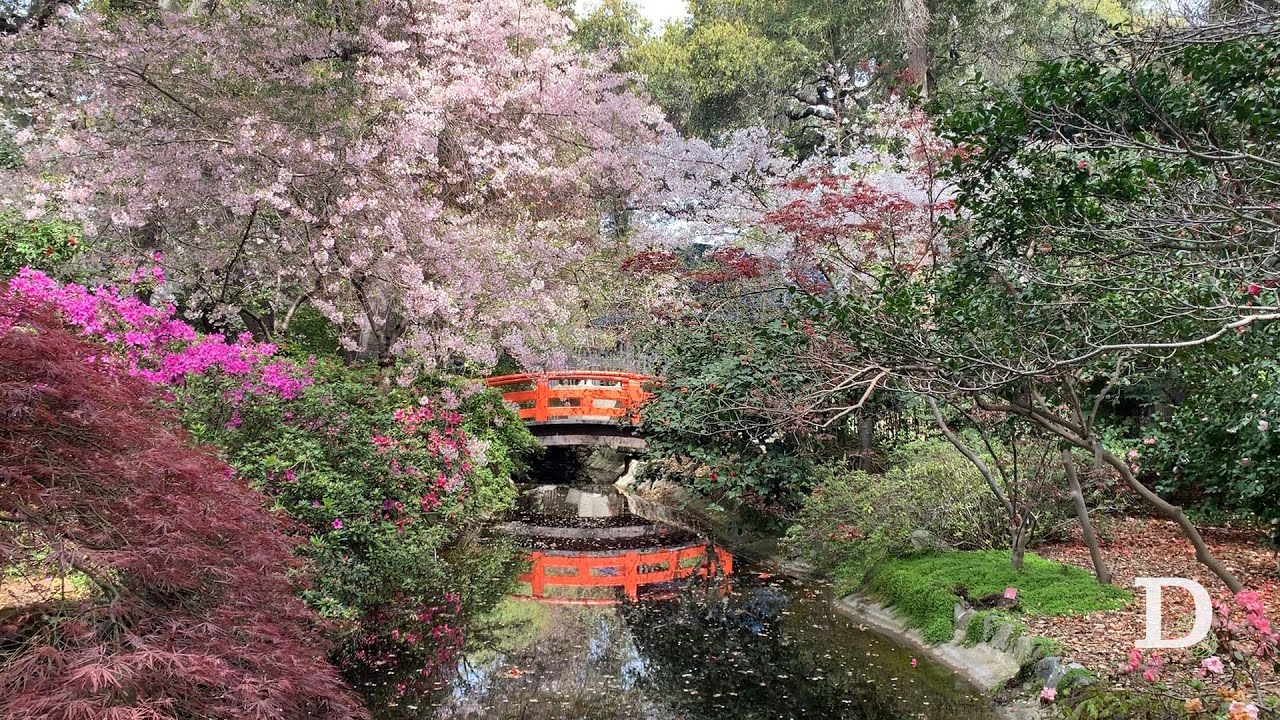 Cherry blossoms in the Japanese Garden YouTube
