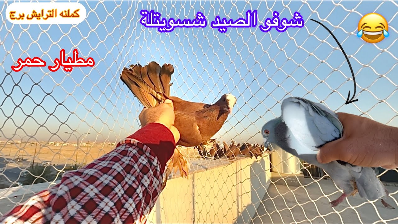 شوفو الصيد الزاجل شصار 😂 مطيار الحمر جوكة