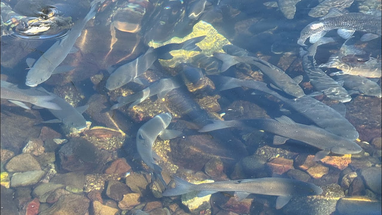 Çankırı Atkaracalar Asker Balıkları