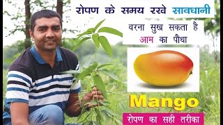 रोपण के समय रखें सावधानी वरना सुख सकता है आम का पौधा  #Mangoplantation l 9106310963