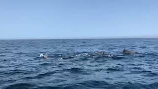 Dolphins in Lisbon