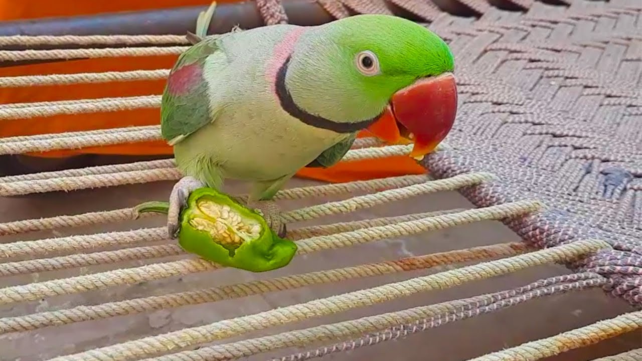Alexandrine Talking Parrots Eating Green Chilli On Charpai YouTube