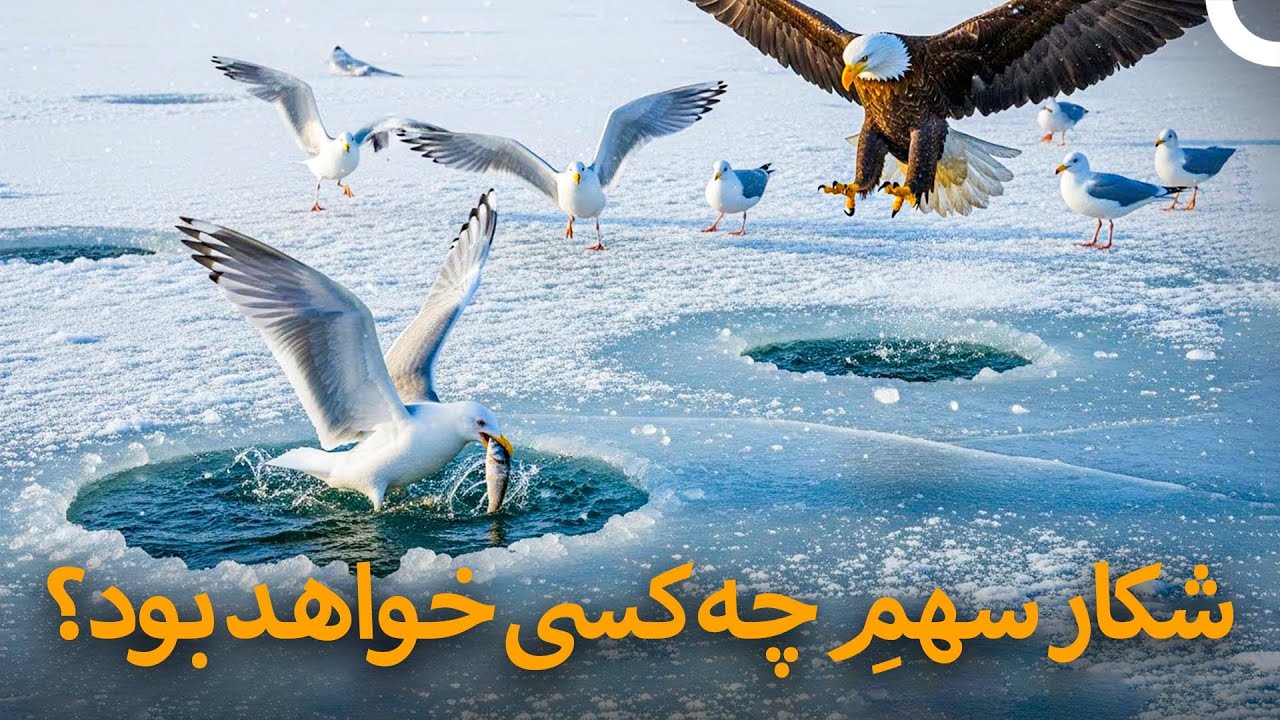 نبرد خاموش پرندگان بر روی دریاچه‌ی یخ‌زده | مستند فارسی