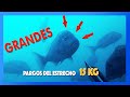 ✅🔝 Pesca Submarina ⭐️ GRANDES Pargos del Estrecho