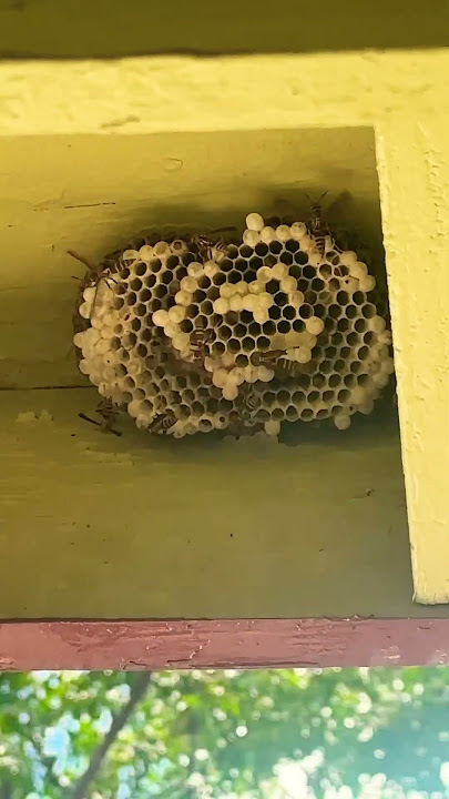 Honey bee 🐝