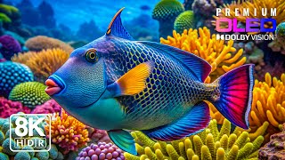 عالمٌ ساحرٌ تحت الماء بدقة 8K HDR | Dolby Vision™ screenshot 2