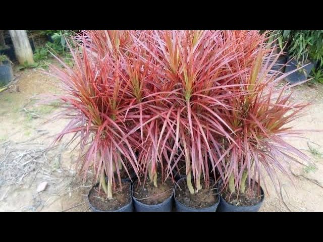 dracena sanderiana lucky bamboo Lucky Bamboo