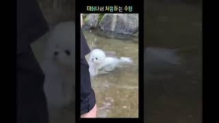 태어나고 처음이야~ 첫 수영 #bichonfrise #ビション #강아지 #cute #봉슬이네 #puppy #비숑프리제 #강아지일상 #강아지브이로그 #강아지쇼츠 #강아지유튜브