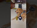 Funny dog( simmba ki assalu estam undadu)😜🦮# #simba