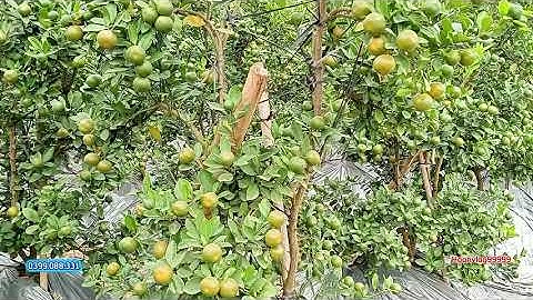 Quất tết 2026 quất thế đất cây đẹp bông mịn bán quất cảnh tết năm 2026