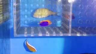 20150305 新進靚魚+庫存
