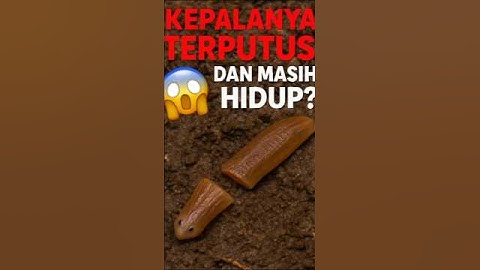 Cacing Ini Hidup Tanpa Kepala! 😨#shorts #fakta #dunia #hewan #videoshorts