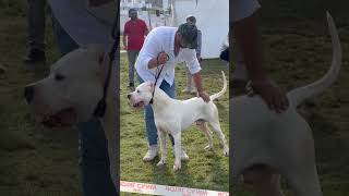 The Best Dogo Argentino Ever ???‍❄️??
